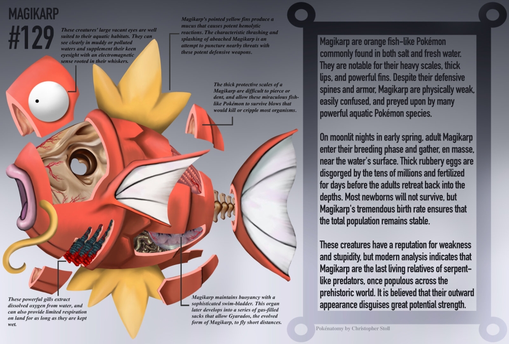 Pokemon Anatomia