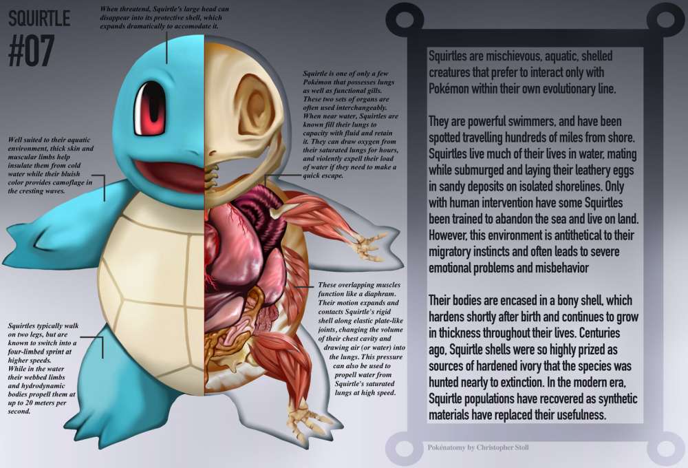 Pokemon Anatomia