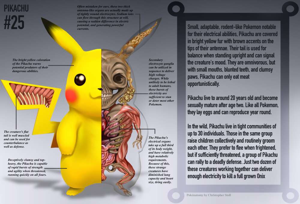Pokemon Anatomia