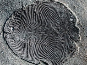 dickinsonia