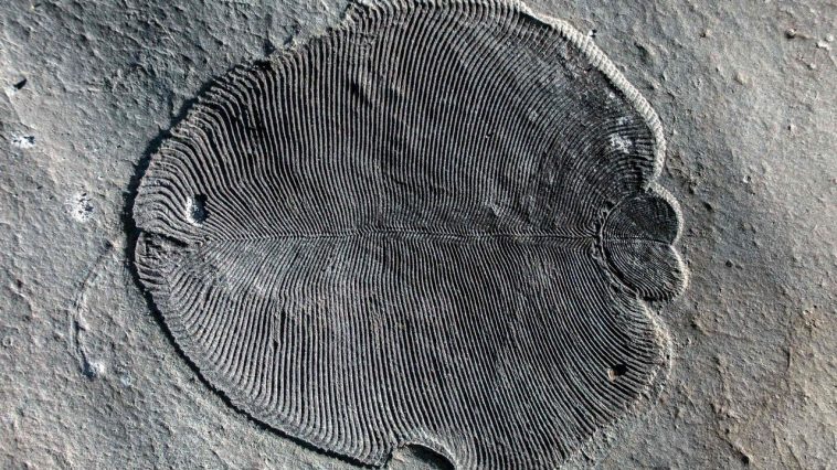 dickinsonia