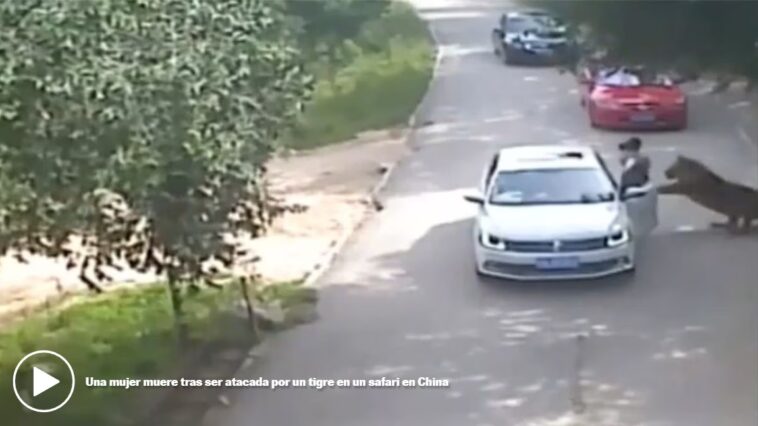 mujer atacada por tigre en china 2016